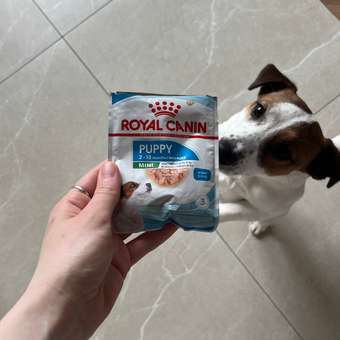 Корм для щенков Royal Canin Mini Puppy мелких пород до 10 месяцев кусочки в соусе пауч 85г: отзыв пользователя. Зоомагазин Зоозавр