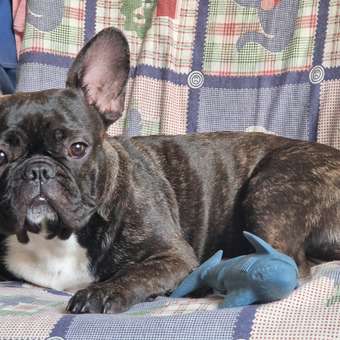 Игрушка для собак Barbaks Акула особо прочная серая 18*7.6*7.5см резина: отзыв пользователя. Зоомагазин Зоозавр