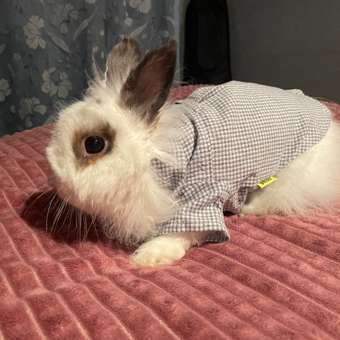 Рубашка для собак Зоозавр серая 25: отзыв пользователя. Зоомагазин Зоозавр