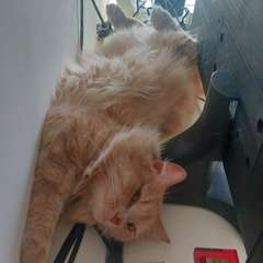 Фото отзыва 11011326