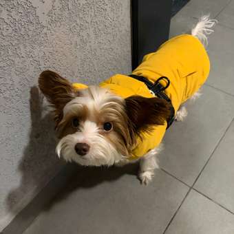 Жилет для собак и кошек Зоозавр: отзыв пользователя. Зоомагазин Зоозавр