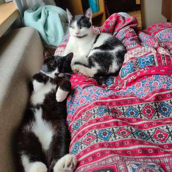 Корм сухой для кошек PRO PLAN 1.5кг с лососем: отзыв пользователя. Зоомагазин Зоозавр