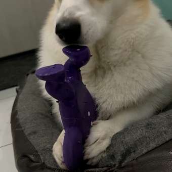 Игрушка для собак Barbaks Кракозябра с пищалкой латекс 17см: отзыв пользователя. Зоомагазин Зоозавр