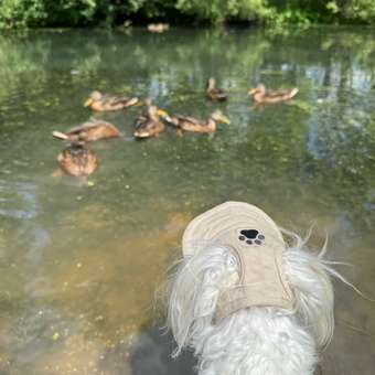 Кепка для собак и кошек Зоозавр: отзыв пользователя. Зоомагазин Зоозавр