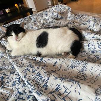 Корм для кошек ROYAL CANIN Veterinary Diet Gastrointestinal Moderate Calorie GIM 35 Feline при расстройствах пищеварения 2кг: отзыв пользователя. Зоомагазин Зоозавр