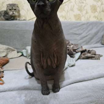 Корм сухой для кошек ROYAL CANIN Sphynx 400г породы сфинк: отзыв пользователя. Зоомагазин Зоозавр
