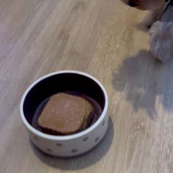 Платье для собак и кошек Зоозавр: отзыв пользователя. Зоомагазин Зоозавр