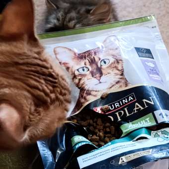 Корм сухой для кошек PRO PLAN RENAL PLUS 400г с индейкой для стерилизованных: отзыв пользователя. Зоомагазин Зоозавр