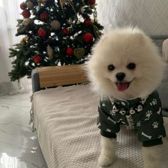 Шлейка для собак мелких пород Barbaks принт треугольник полиэстер S (1.5*25-40см): отзыв пользователя. Зоомагазин Зоозавр