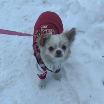 Комбинезон для собак и кошек Зоозавр: отзыв пользователя. Зоомагазин Зоозавр