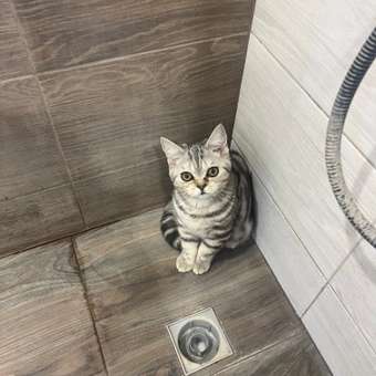 Корм сухой для кошек PRO PLAN RENAL PLUS 400г + 200г с индейкой для стерилизованных: отзыв пользователя. Зоомагазин Зоозавр