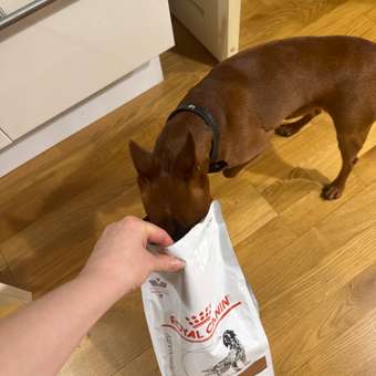 Корм для собак ROYAL CANIN Hepatic HF16 при заболеваниях печени 1.5кг: отзыв пользователя. Зоомагазин Зоозавр