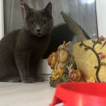 Антигельминтик для кошек Elanco Дронтал плюс 2таблетки: отзыв пользователя. Зоомагазин Зоозавр