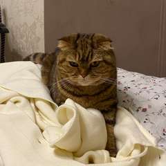 Фото отзыва 10630321