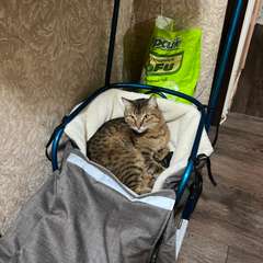 Фото отзыва 11067305