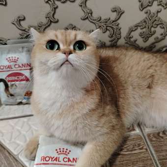 Корм влажный для кошек ROYAL CANIN Instinctive 85г желе пауч 77848: отзыв пользователя. Зоомагазин Зоозавр
