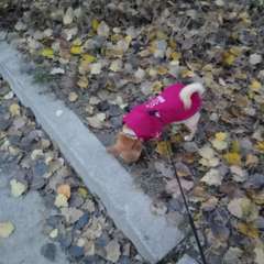 Фото отзыва 10658591