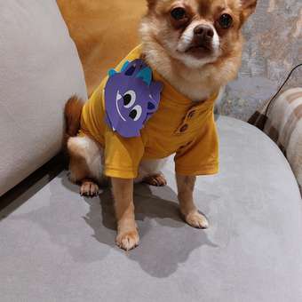 Футболка для собак и кошек Зоозавр: отзыв пользователя. Зоомагазин Зоозавр