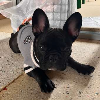 Корм для щенков Royal Canin Mini Puppy мелких пород до 10 месяцев кусочки в соусе пауч 85г: отзыв пользователя. Зоомагазин Зоозавр