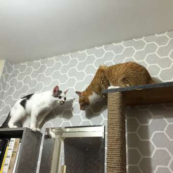 Корм сухой для кошек ROYAL CANIN Indoor 27 4кг живущих в помещении: отзыв пользователя. Зоомагазин Зоозавр