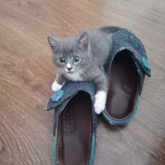 Корм влажный для котят PRO PLAN HEALTHY START 85г с индейкой в соусе: отзыв пользователя. Зоомагазин Зоозавр