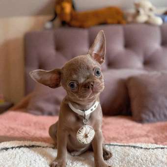 Вакцина для собак Ветбиохим Астерион DHPPILR 1доза: отзыв пользователя. Зоомагазин Зоозавр