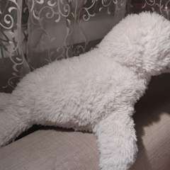 Фото отзыва 2413904