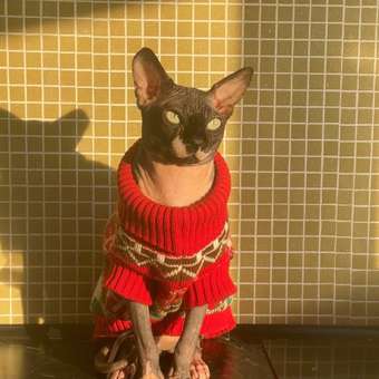 Корм сухой для кошек ROYAL CANIN Urinary Care 400г для профилактики мочекаменной болезни: отзыв пользователя. Зоомагазин Зоозавр