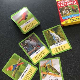Настольная игра Умные игры Карточки Домашние животные: отзыв пользователя Детский Мир