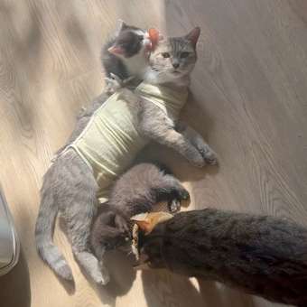 Корм влажный для котят ROYAL CANIN Kitten Instictive 85г желе пауч 77850: отзыв пользователя. Зоомагазин Зоозавр