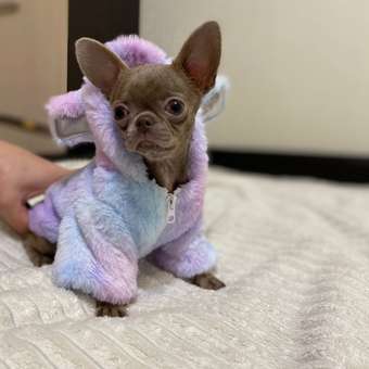 Куртка для собак и кошек Зоозавр: отзыв пользователя. Зоомагазин Зоозавр