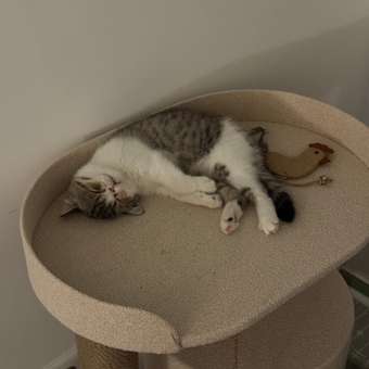 Игрушка для кошек Barbaks Курица Инесса из джута с натуральными перьями 12*9см: отзыв пользователя. Зоомагазин Зоозавр