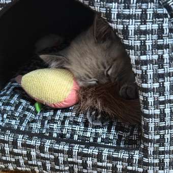 Игрушка для кошек Barbaks Мышь-пушистик с кошачьей мятой и пушистым хвостом 26см: отзыв пользователя. Зоомагазин Зоозавр