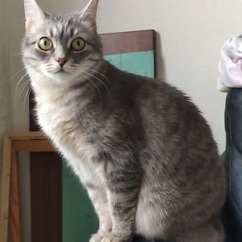 Корм для кошек ROYAL CANIN Veterinary Diet Urinary S/O LP34 Лечение и профилактика МКБ 1.5кг: отзыв пользователя. Зоомагазин Зоозавр