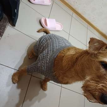 Джемпер для собак и кошек Зоозавр: отзыв пользователя. Зоомагазин Зоозавр