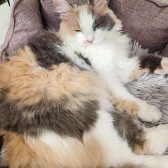 Корм для кошек Grandorf полнорационный 2кг: отзыв пользователя. Зоомагазин Зоозавр