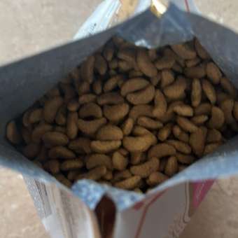 Корм сухой для котят ROYAL CANIN British Shorthair 400г породы британской короткошерстной: отзыв пользователя. Зоомагазин Зоозавр