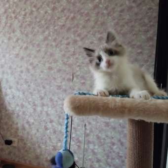 Когтеточка для кошек с домиком ZURAY бежевый: отзыв пользователя. Зоомагазин Зоозавр