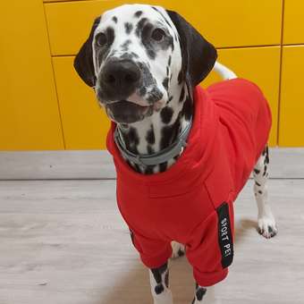 Жилет для собак и кошек Зоозавр: отзыв пользователя. Зоомагазин Зоозавр