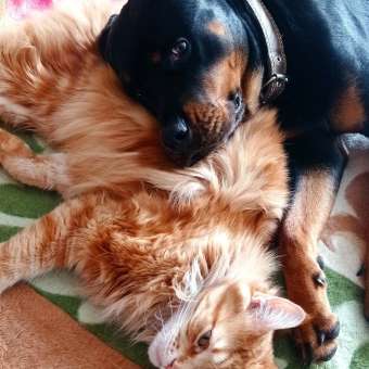 Корм сухой для кошек ROYAL CANIN Maine Coon 4кг породы мейн-кун: отзыв пользователя. Зоомагазин Зоозавр