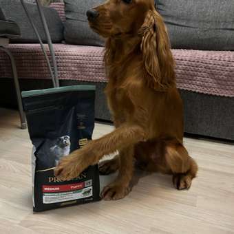 Корм сухой для щенков PRO PLAN SENSITIVE DIGESTION 1.5 кг с ягненком для средних пород: отзыв пользователя. Зоомагазин Зоозавр