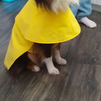 Дождевик для собак Zoozavr жёлтый 50: отзыв пользователя. Зоомагазин Зоозавр