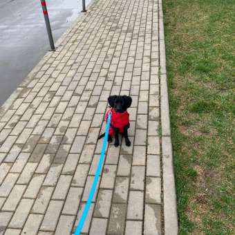 Комбинезон-дождевик для собак и кошек Зоозавр: отзыв пользователя. Зоомагазин Зоозавр