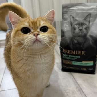 Корм для кошек PREMIER 2кг стерилизованных свежее мясо ягненка с индейкой: отзыв пользователя. Зоомагазин Зоозавр
