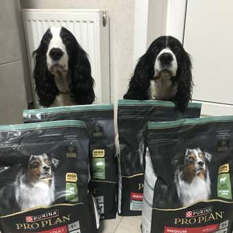 Корм сухой для собак PRO PLAN SENSITIVE DIGESTION 14 кг с ягненком для средних пород: отзыв пользователя. Зоомагазин Зоозавр