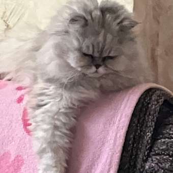 Корм сухой для кошек PRO PLAN RENAL PLUS 400г + 200г с кроликом для стерилизованных: отзыв пользователя. Зоомагазин Зоозавр