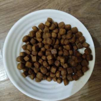 Корм для котят Royal Canin 400г Maine Coon породы мейн-кун: отзыв пользователя. Зоомагазин Зоозавр