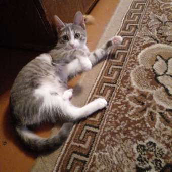 Корм для котят Royal Canin 0.4кг Gastrointestinal Kitten при нарушениях пищеварения сухой: отзыв пользователя. Зоомагазин Зоозавр