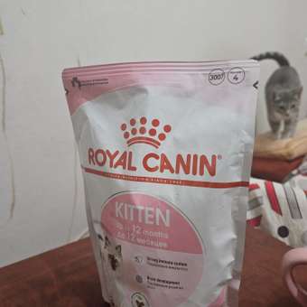 Корм сухой для котят ROYAL CANIN Kitten 300г: отзыв пользователя. Зоомагазин Зоозавр