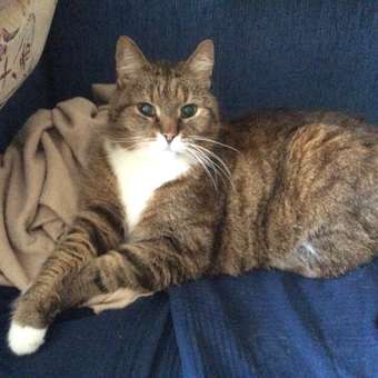 Корм для кошек ROYAL CANIN Diabetic при сахарном диабете 1.5кг: отзыв пользователя. Зоомагазин Зоозавр